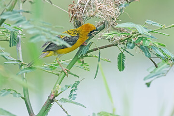 Asian Golden Weaver built the nest