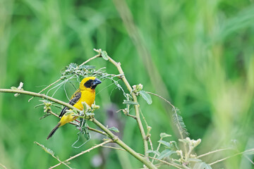 Asian Golden Weaver on a branch