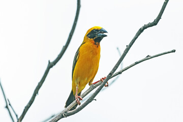 Asian Golden Weaver on a branch