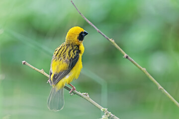 Asian Golden Weaver on a branch