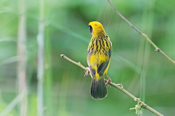 Asian Golden Weaver on a branch