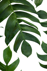 Monstera pinnatipartita (Siam Monstera) large green leaves that hollow veins and wet. On day of...