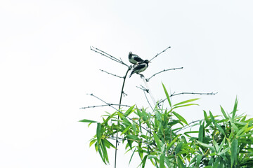 Black-collared starling on a branch