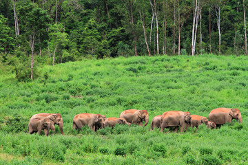 Asia wild elephants at Kui Buri National Park, Prachuap Khiri Khan Province, Thailand 