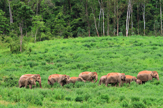 Asia wild elephants at Kui Buri National Park, Prachuap Khiri Khan Province, Thailand 