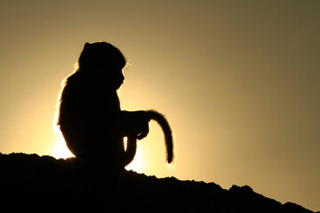 Silhouette baby monkey on Khao Chong Krachok mountain at Prachuap Khiri Khan Province, Thailand 
