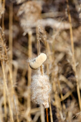 Last year's brown reed grass is standing, a close-up picture on a spring day