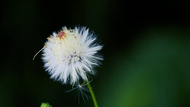 dandelion head flower