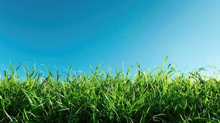 Fototapeta premium Natural landscape,with a vast expanse of lush,verdant grass stretching out under a clear,azure sky The scene exudes a sense of serenity and peacefulnes