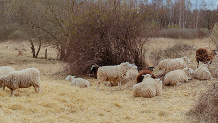 Sheep are laying