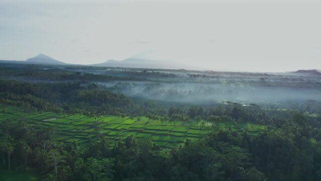 Aerial footage of beautiful ricefield in Banjar mancingan, Gianyar, Bali in sunrise. 4K video. Aerial view. Tilt up and push in camera movement. Foggy.