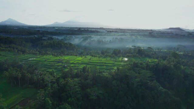 Aerial footage of beautiful ricefield in Banjar mancingan, Gianyar, Bali in sunrise. 4K video. Aerial view. Arc right camera movement. Foggy.