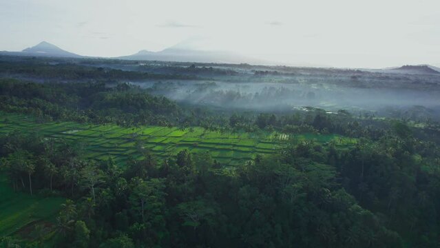 Aerial footage of beautiful ricefield in Banjar mancingan, Gianyar, Bali in sunrise. 4K video. Aerial view. Arc left camera movement. Foggy.