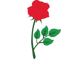 single red rose vector isolated on white