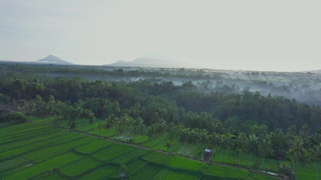 Aerial footage of beautiful ricefield in Banjar mancingan, Gianyar, Bali in sunrise. 4K video. Aerial view. Tilt up and push in camera movement. Foggy.