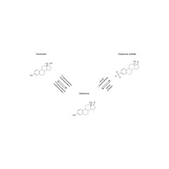 Diagram showing enzymatic transformation of steroid hormones - Oestradiol to Oestrone and Oestrone sulpfate. biochemical metabolic endogenous reaction.