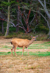 Naklejka na ściany i meble A Deer Doe at Fort Casey State Park on Whidbey Island, in Island County, Washington state