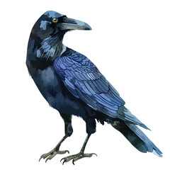 Crow watercolor clipart illustration 
