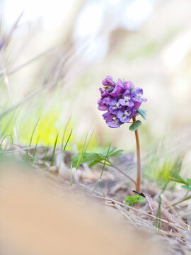 corydalis flower. colorful floral background.