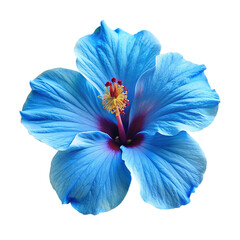 Blue hibiscus flower on white background, isolated on transparent background.