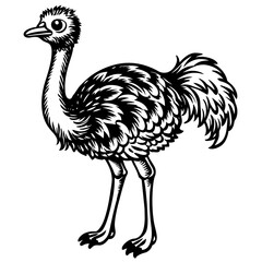 cute ostrich on white background vector 