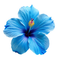 Blue hibiscus flower on white background, isolated on transparent background.