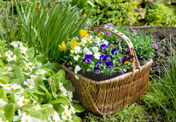 Fototapeta na wymiar wicker basket filled with pretty flowers possé in the grass in a garden next to primrose in bloom