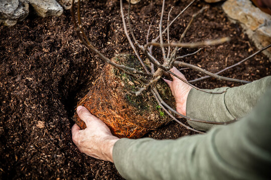 Closeup, man planting a ficus carica fig plant into the soil, growth and gardening