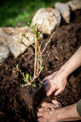 Man planting a small gooseberry plant into the garden, ribes uva-crispa