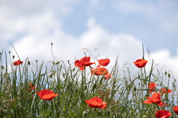 Poppy field, Remembrance day, Memorial Anzac day banner.