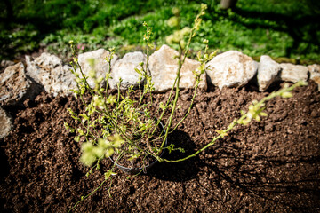 Small blueberry plant standing in a raised bed, ready to planting in the garden
