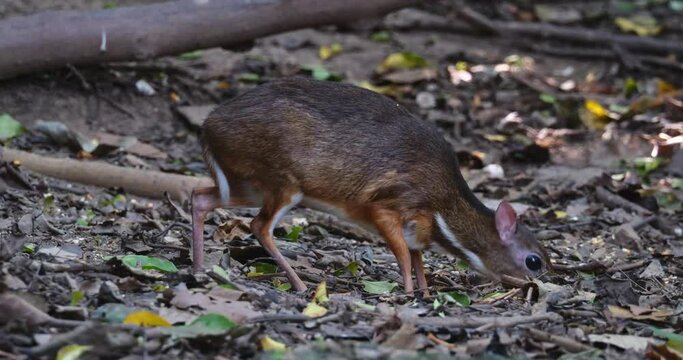 Facing to the right as it forages for fallen fruits on the ground, Lesser Mouse-deer Tragulus kanchil, Thailand