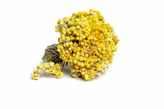 Dwarf everlast herb Helichrysum arenarium flowers for tea, aroma oil and alternative medicine and treatment