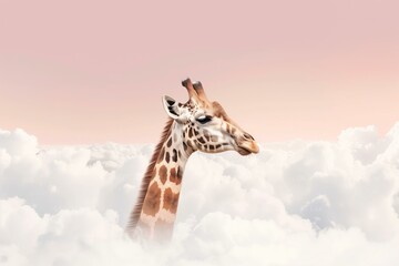 giraffe's head over the white fluffy clouds, pink sky