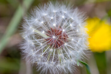 Fotografia macro de planta en el campo
