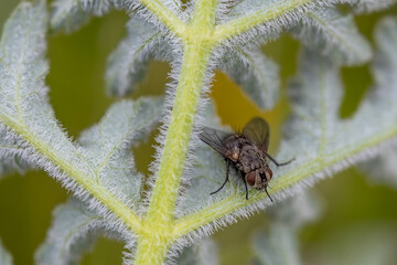 Foto macro de mosca posada sobre el tallo de una planta