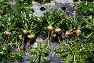 Macca fruit, root vegetables, Korea