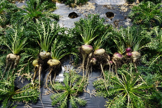 Macca fruit, root vegetables, Korea