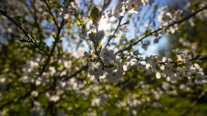 Blossoming Beauty