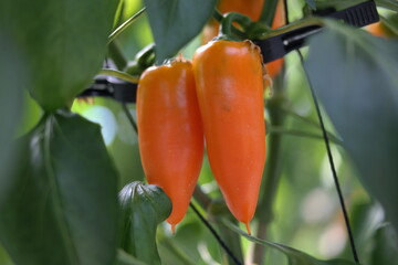 mini paprika