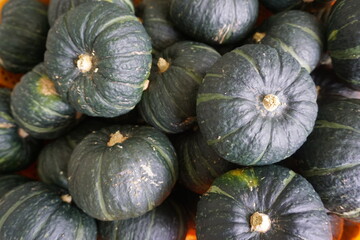 Chestnut pumpkin