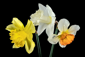 White and yellow daffodils on a black background