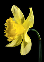 Yellow daffodil on a black background