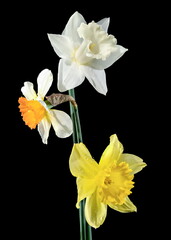 Obraz na płótnie Canvas White and yellow daffodils on a black background