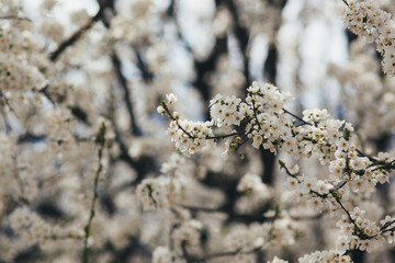 branch of blooming spring trees