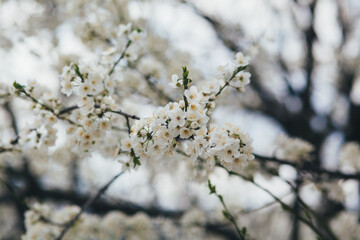 branch of blooming spring trees