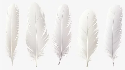 Fototapete Federn feather isolated on white