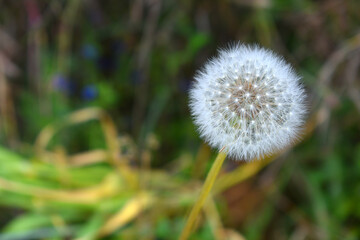 Closed Bud of a dandelion. Dandelion white flowers in green grass. High quality photo, Dandelion blowball with blurred background. Narrow depth of field. Dandelion seed head in spring
