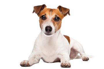 dog ​​Jack Russell jumping on a transparent background