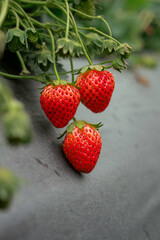 strawberries in the garden, strawberries in the branch